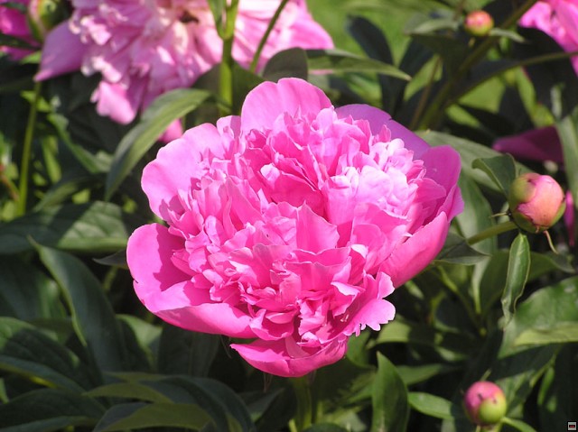 img00019.jpg