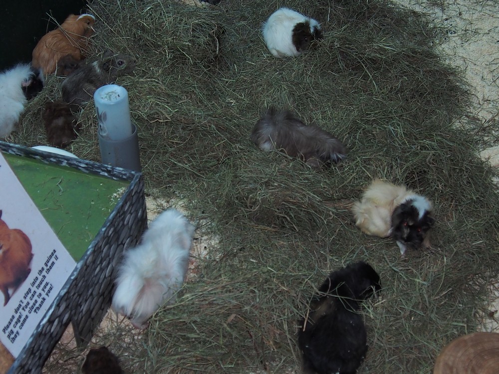 img00039.jpg