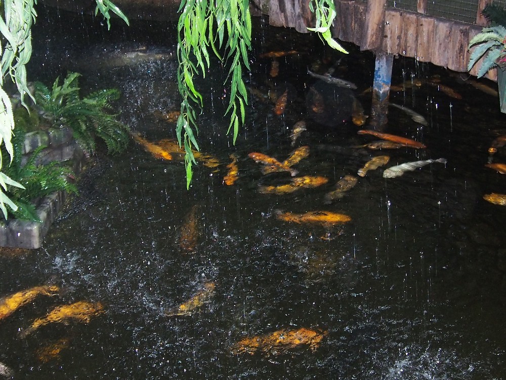 img00045.jpg