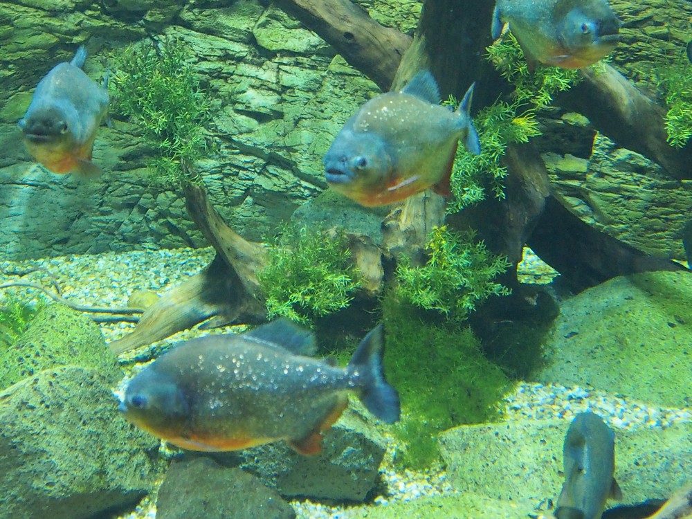 img00046.jpg