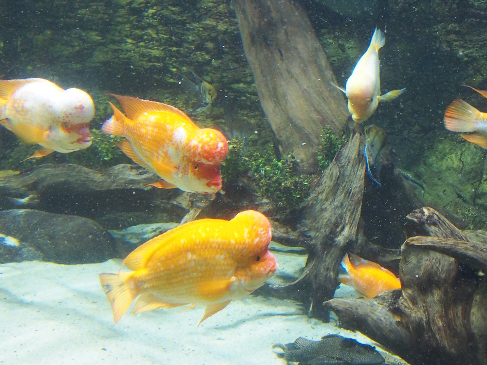 img00047.jpg