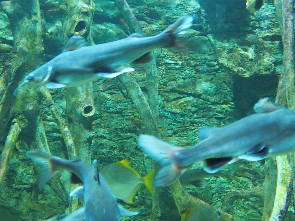 img00049.jpg