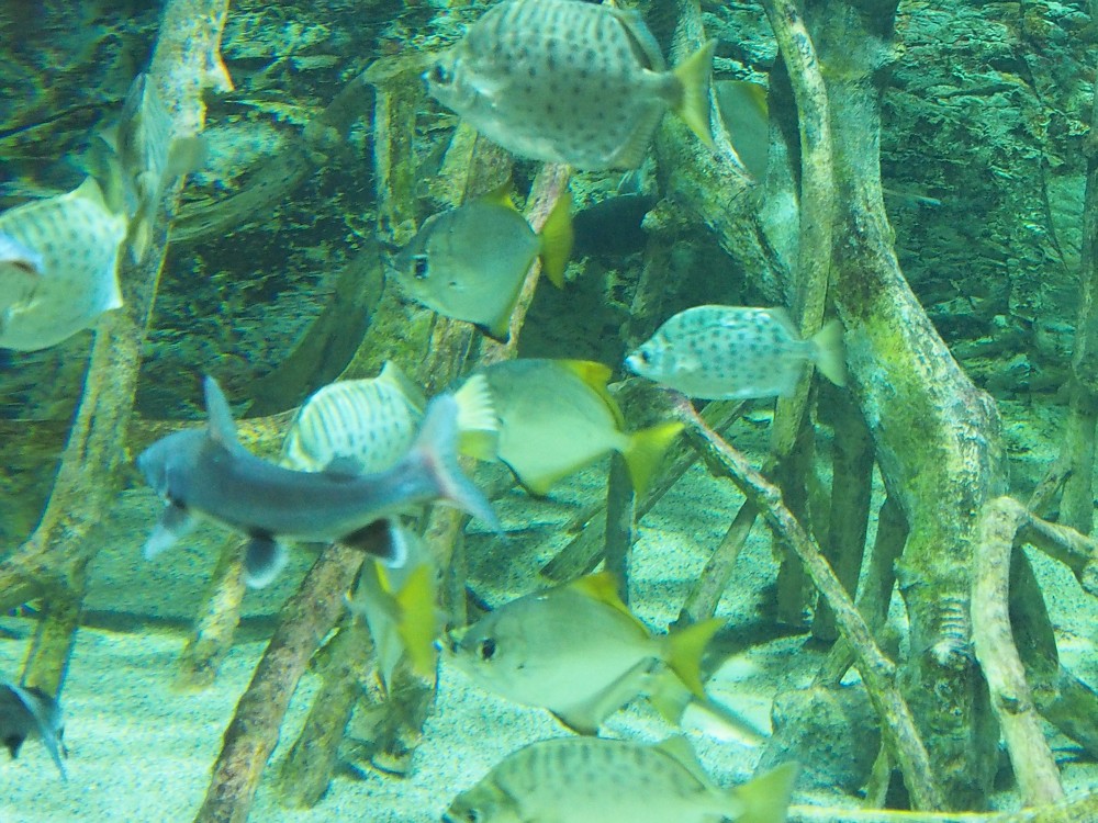 img00050.jpg