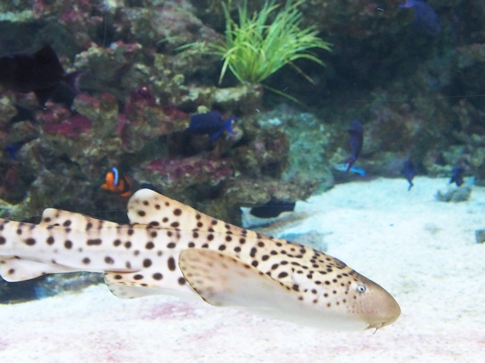 img00051.jpg