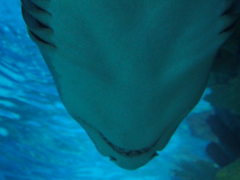 img00053.jpg