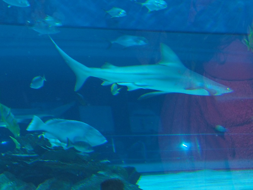 img00059.jpg
