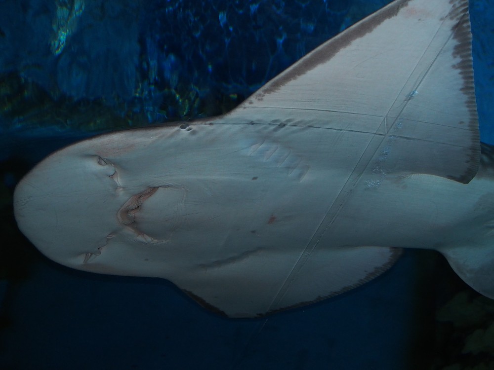 img00061.jpg