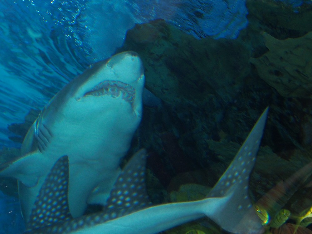 img00062.jpg