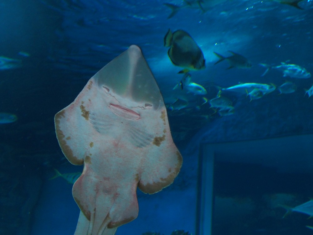 img00067.jpg
