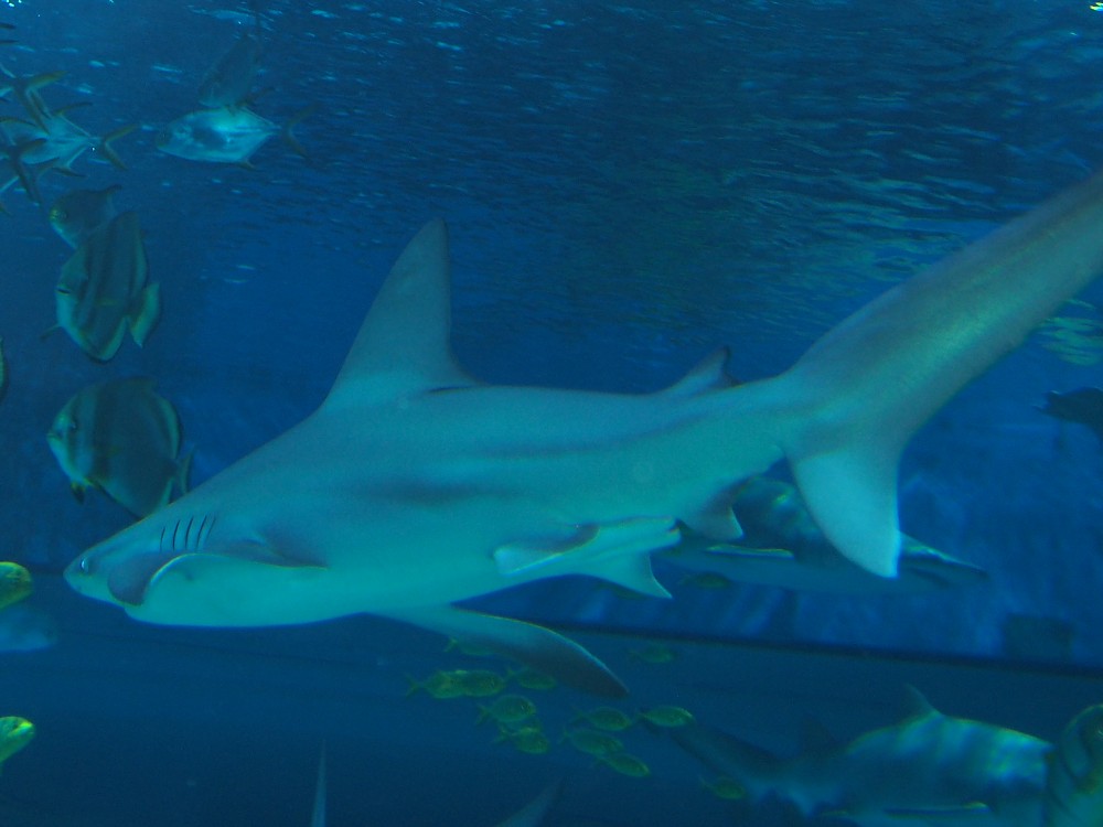 img00070.jpg