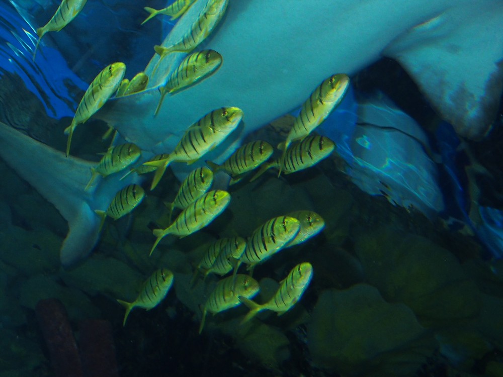 img00072.jpg