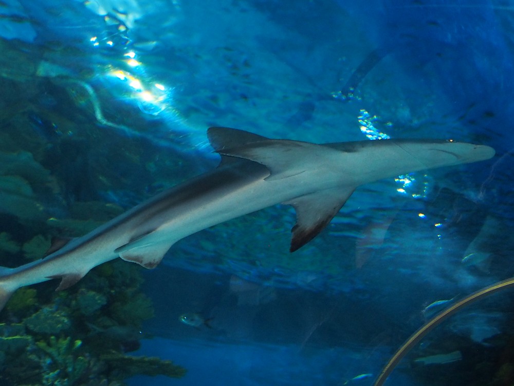 img00077.jpg