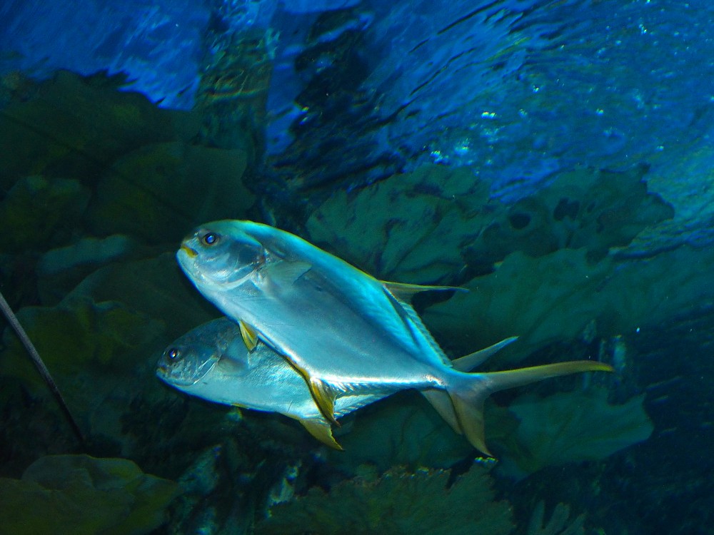img00079.jpg