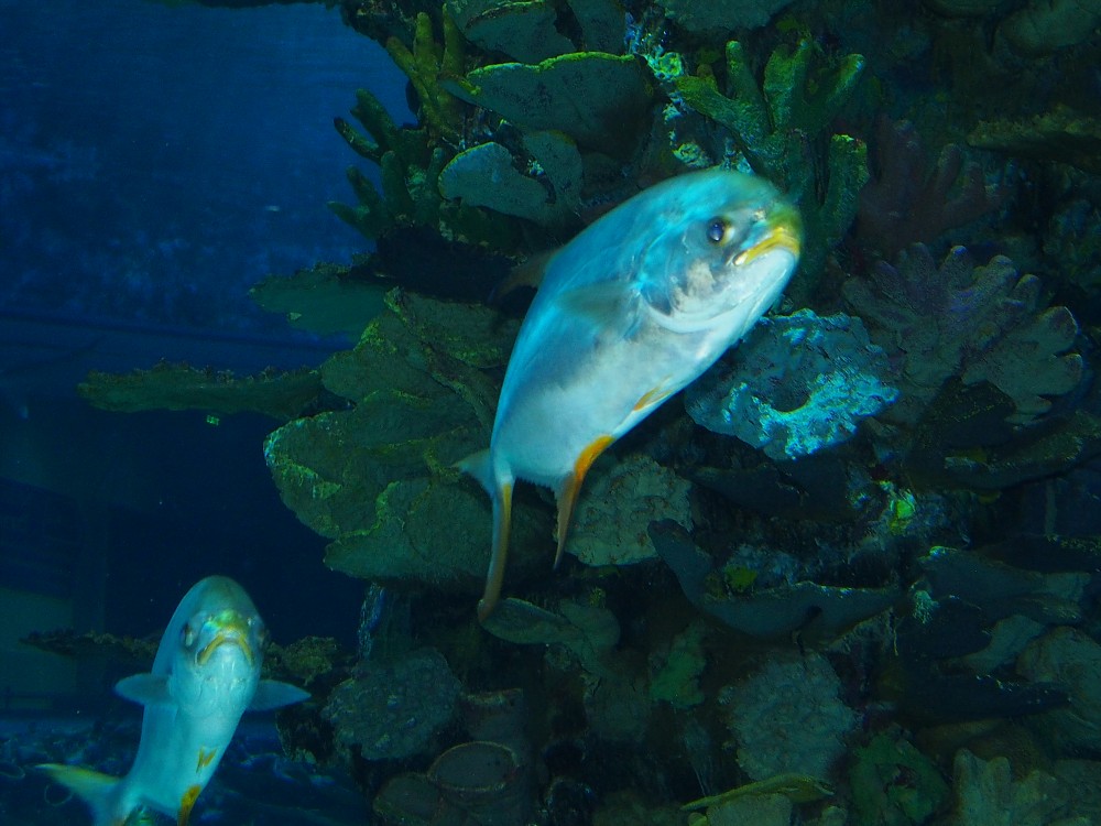 img00080.jpg