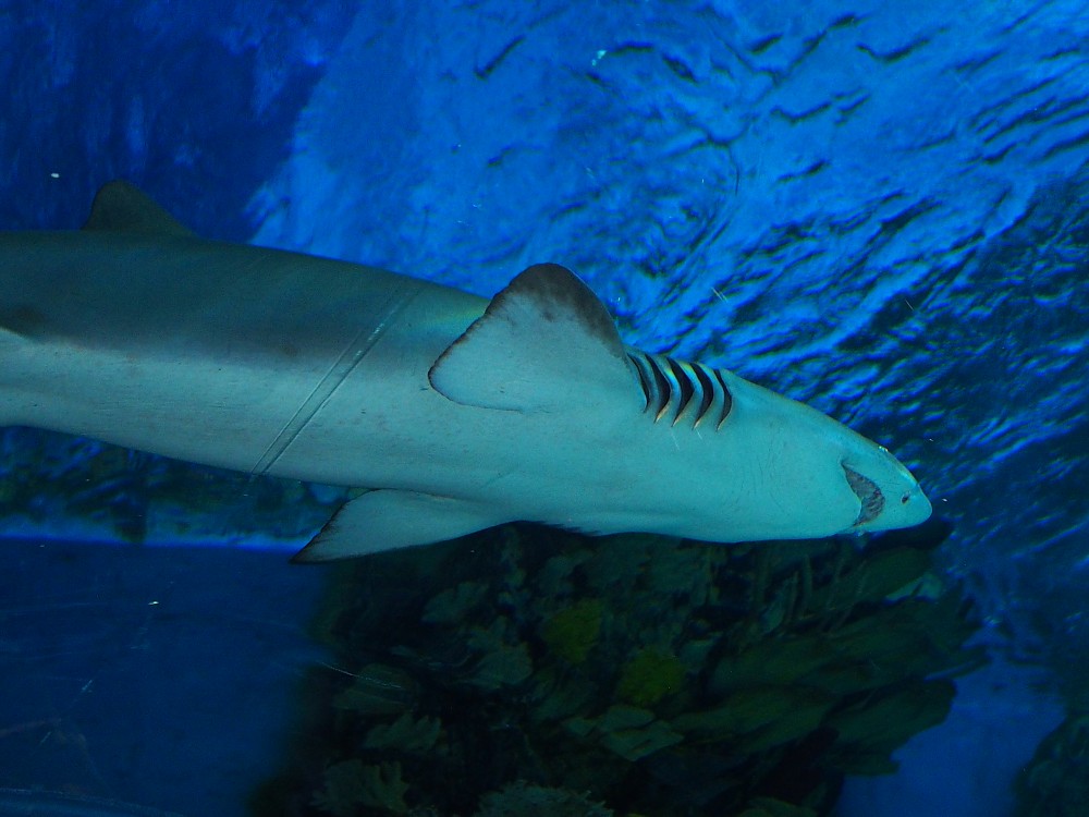 img00081.jpg