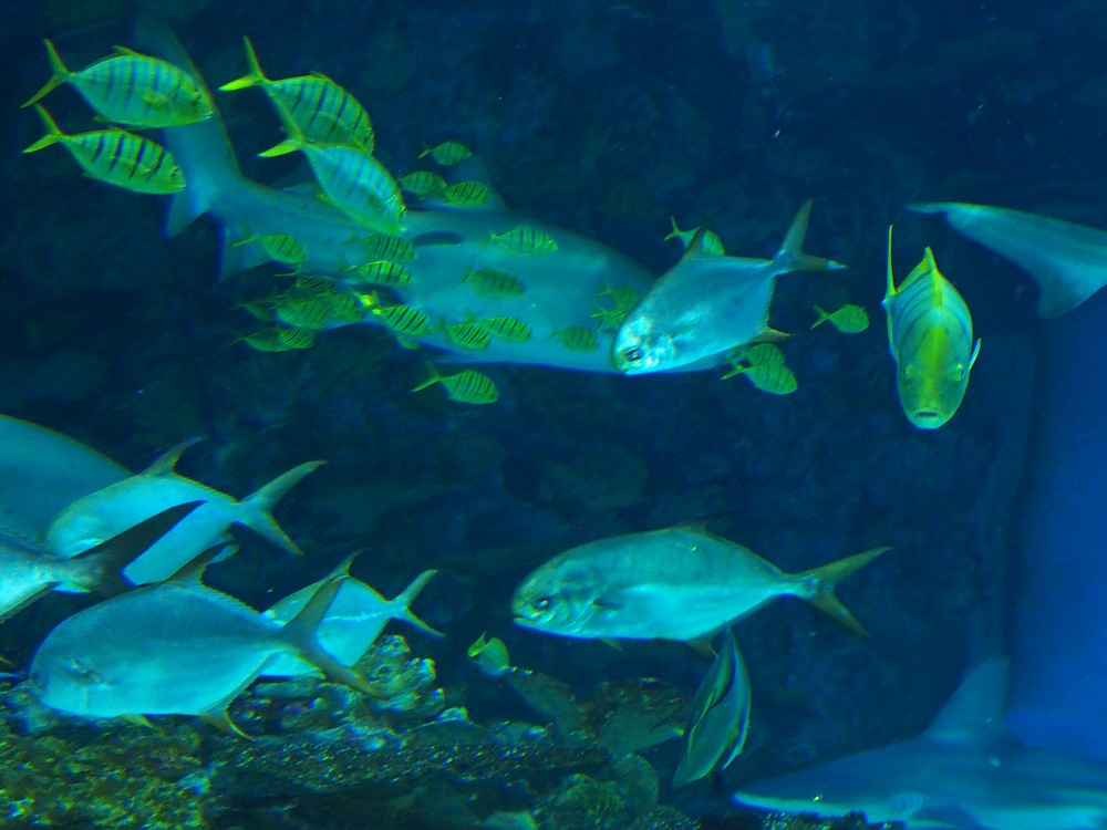 img00085.jpg