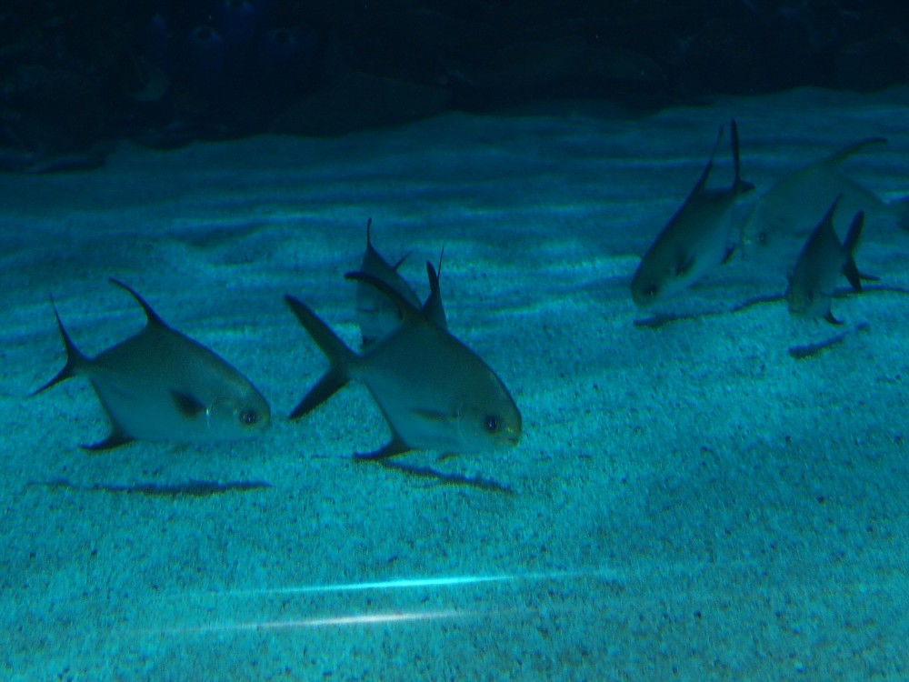 img00086.jpg