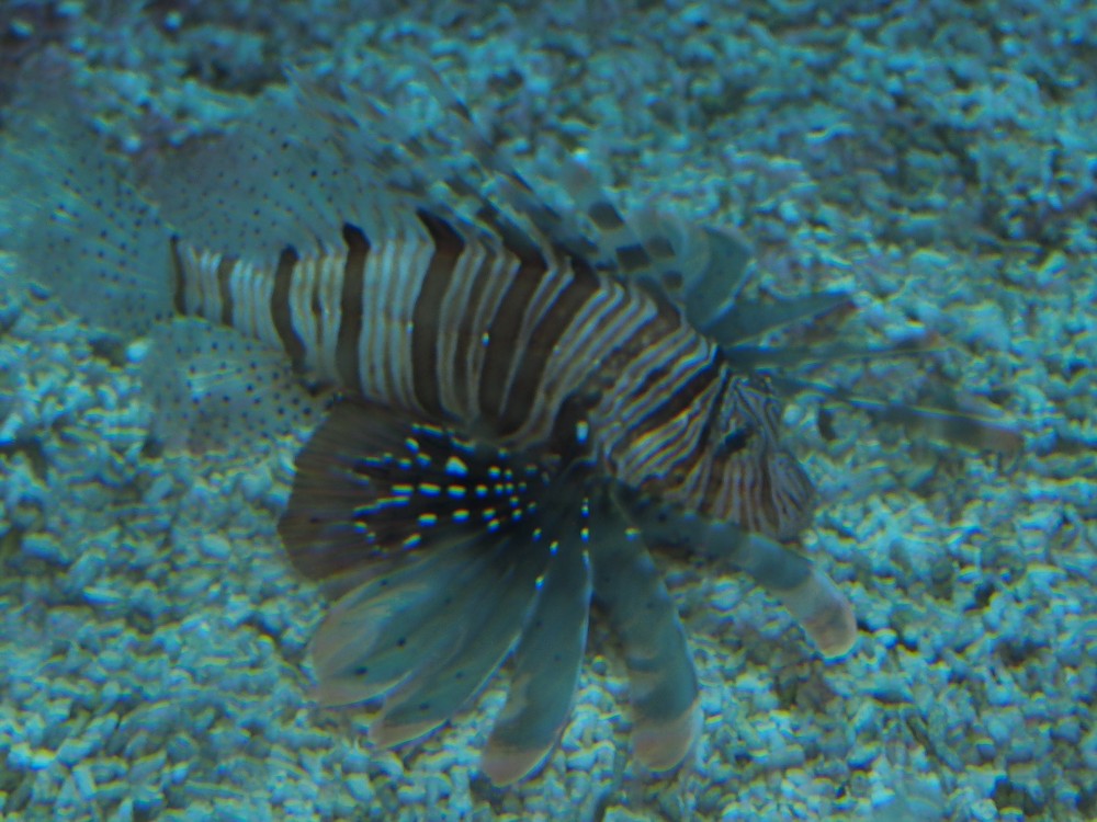 img00089.jpg