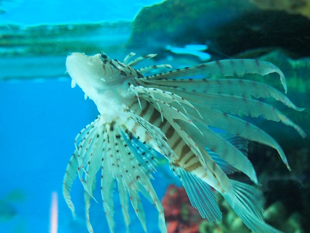img00090.jpg