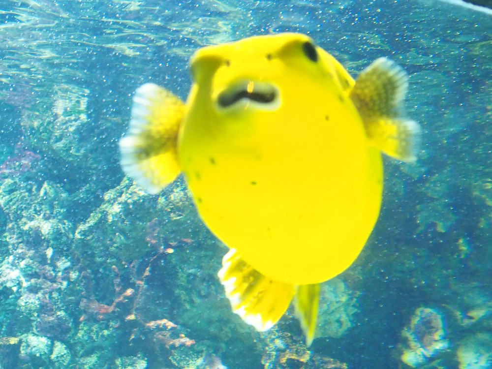img00091.jpg
