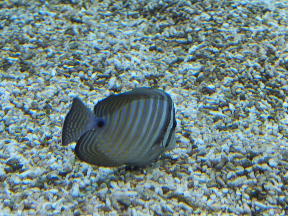 img00092.jpg