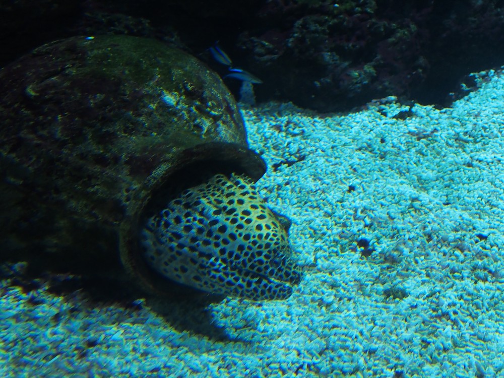 img00093.jpg