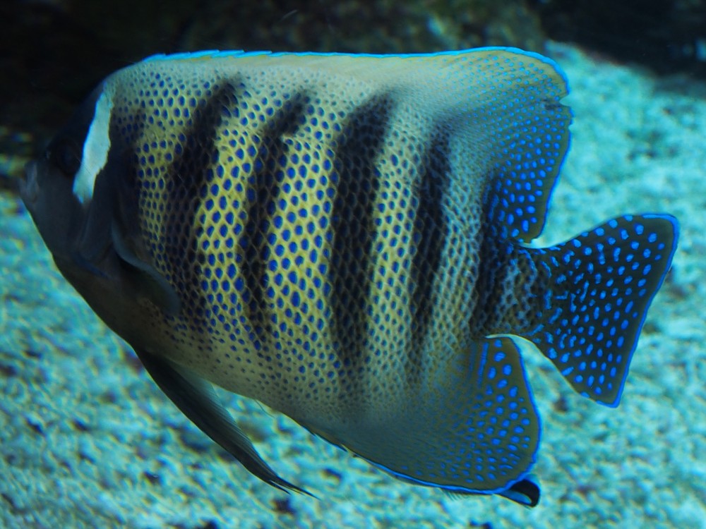img00094.jpg