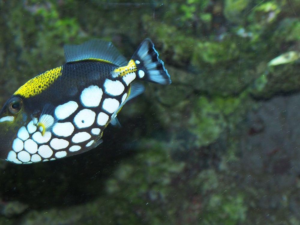 img00095.jpg