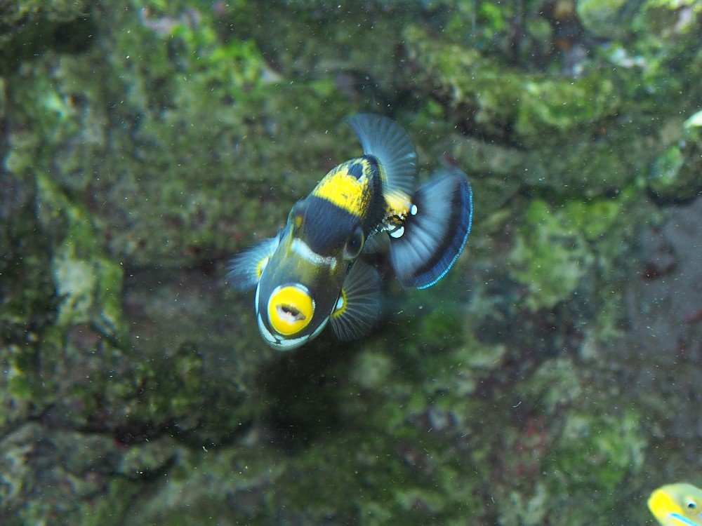 img00096.jpg