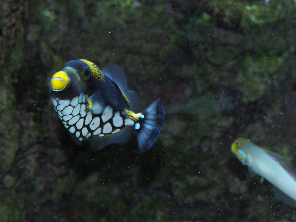 img00097.jpg