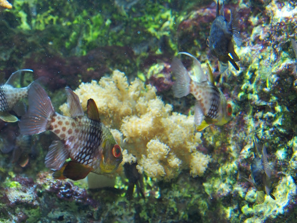 img00098.jpg