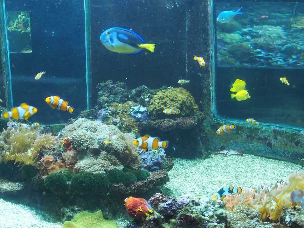 img00099.jpg
