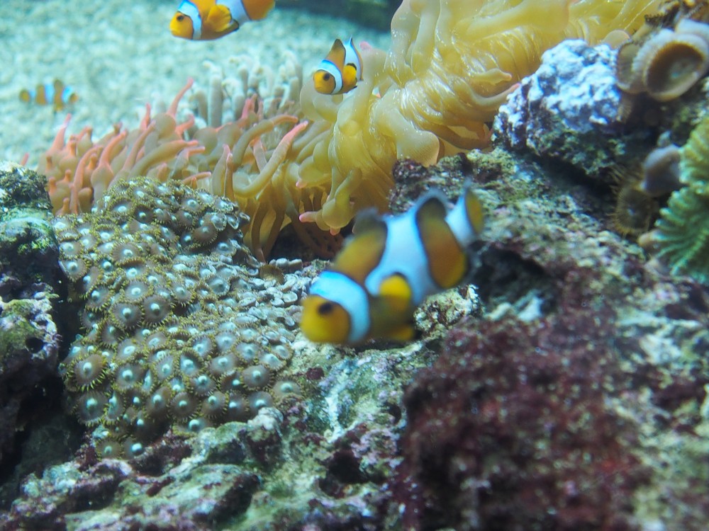img00100.jpg