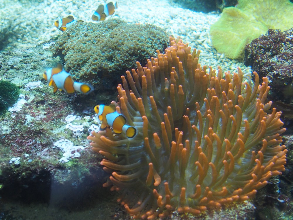 img00101.jpg