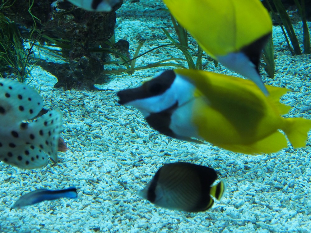 img00103.jpg