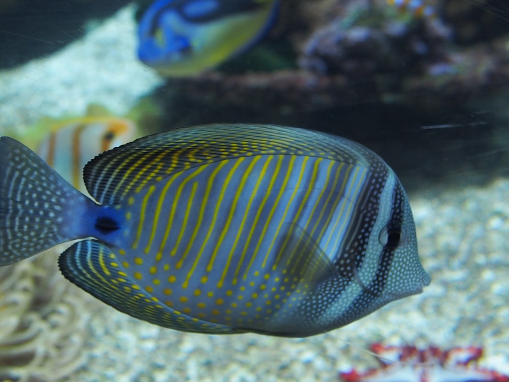 img00104.jpg