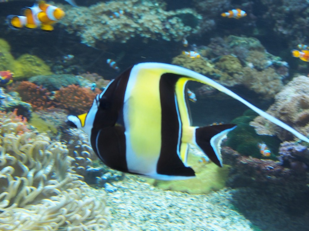 img00105.jpg