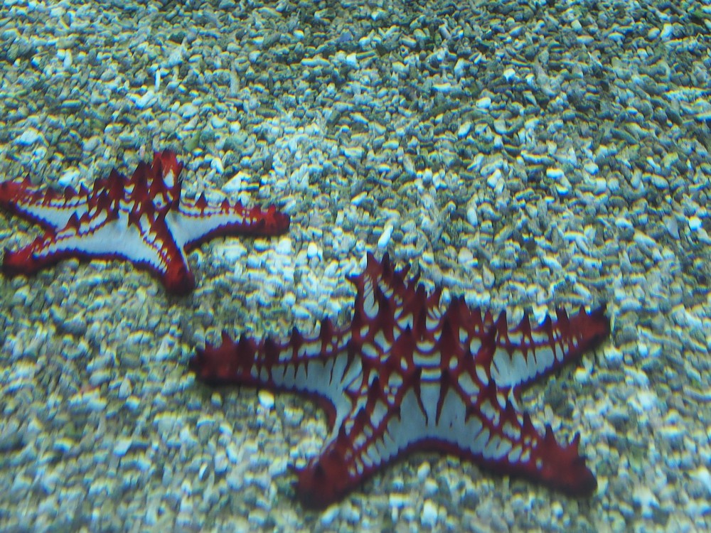 img00106.jpg