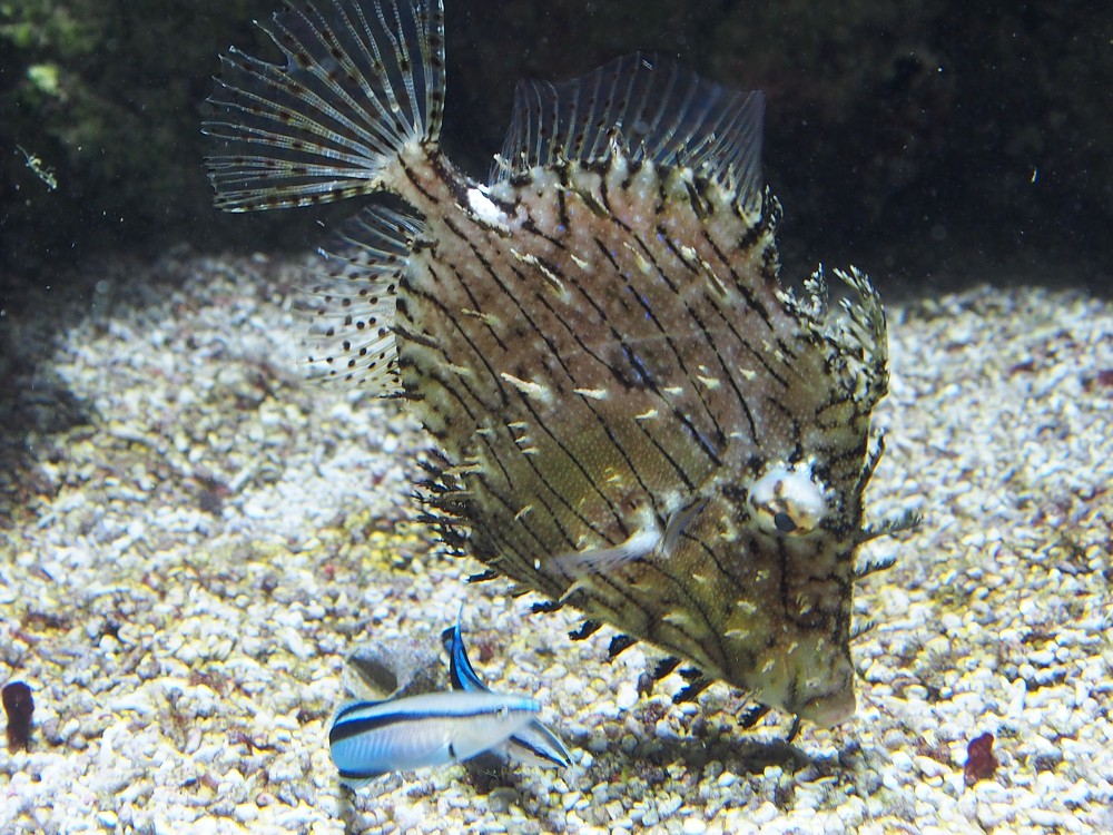 img00107.jpg