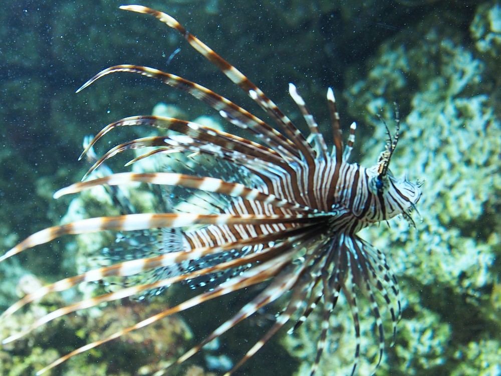 img00108.jpg