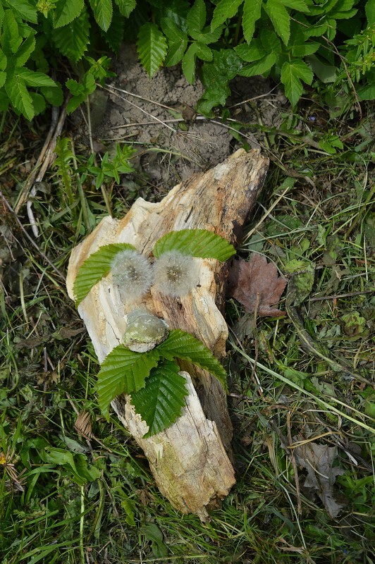 img00026.jpg