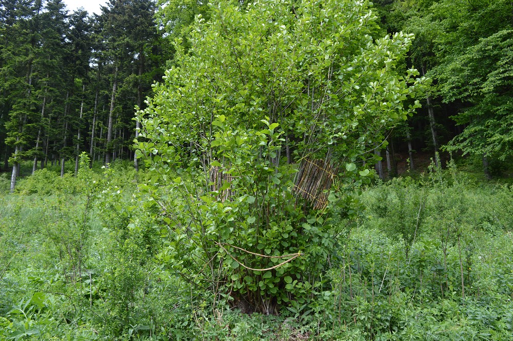 img00028.jpg