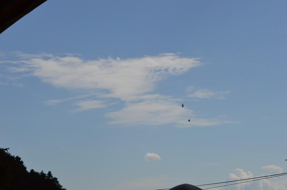 img00037.jpg