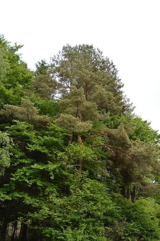 img00072.jpg
