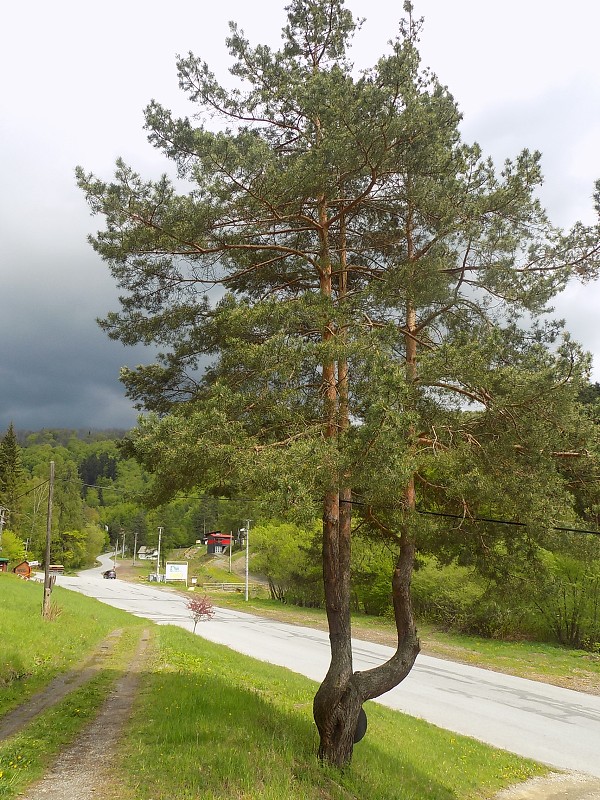 img00041.jpg