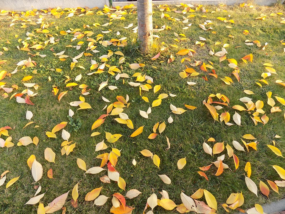 img00021.jpg