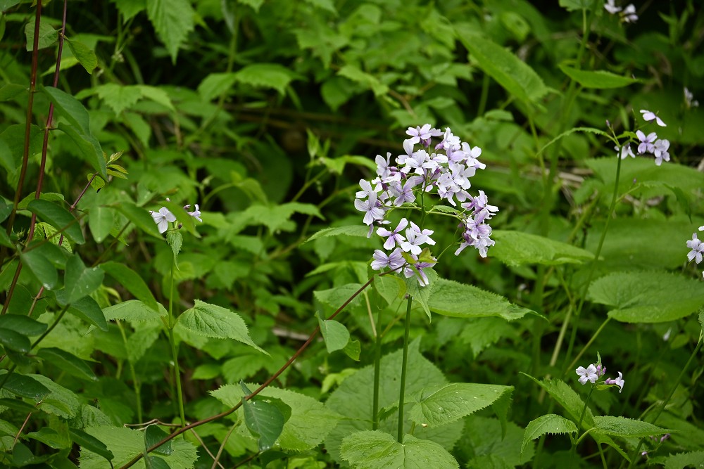 img00028.jpg