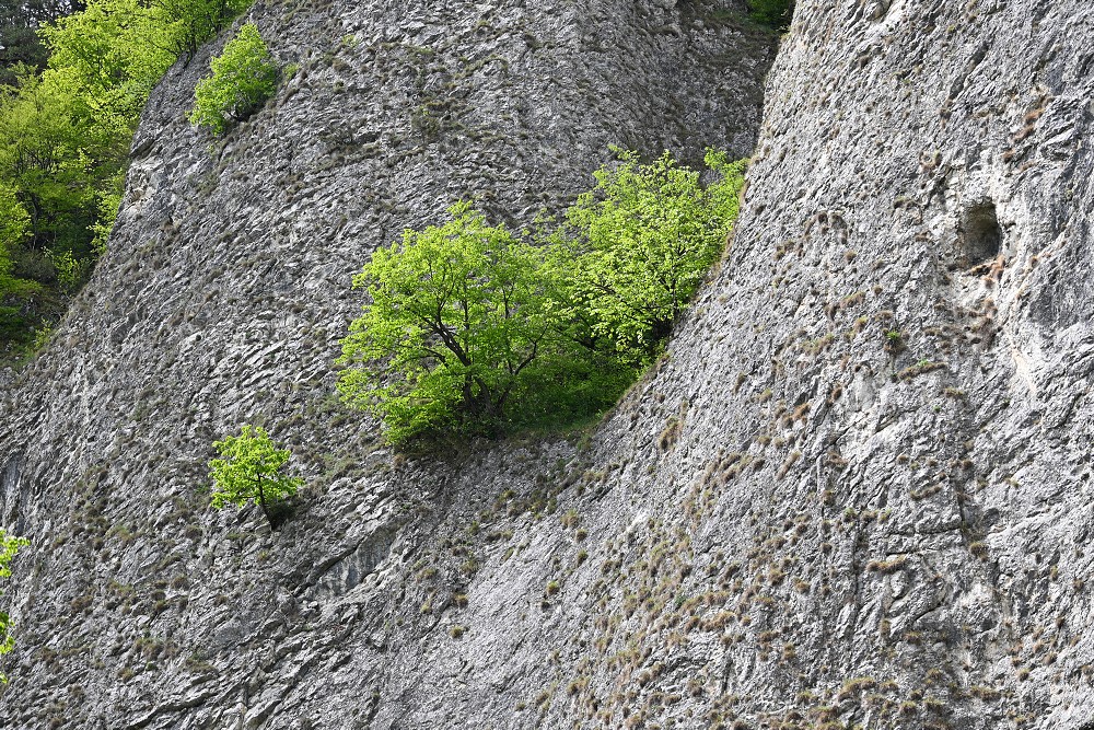 img00064.jpg