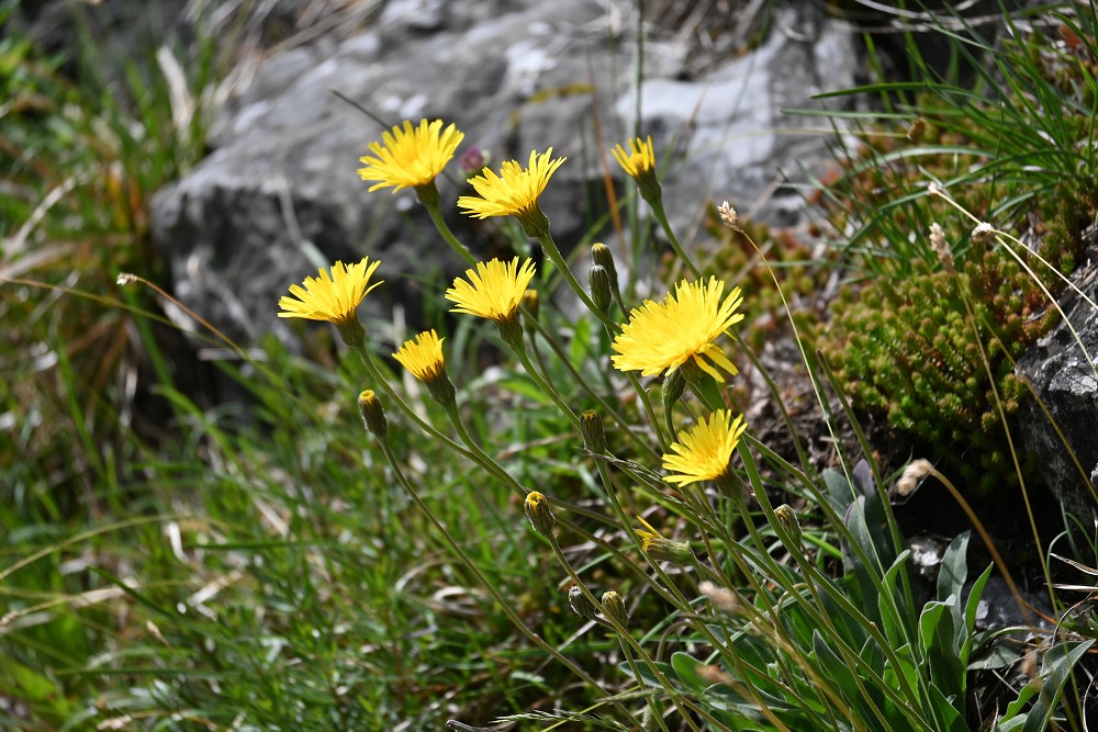 img00065.jpg