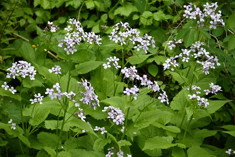 img00072.jpg